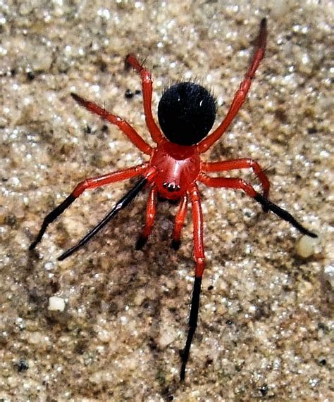 spider black and red